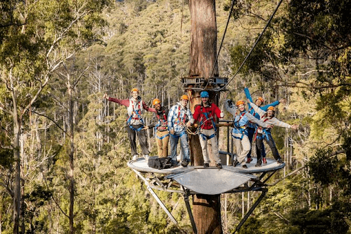 Hollybank Forest Reserve