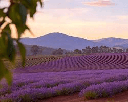 Lavender Fields at Bridestowe Estate