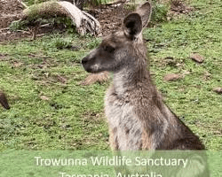 Trowunna Wildlife Sanctuary